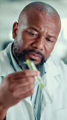 Poster - chemist, black man and plant with test tube in laboratory for botany, medical research and breakthro