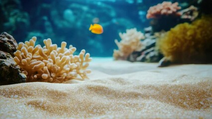 Poster - A vibrant coral reef ecosystem featuring a colorful sea anemone, suitable for use in illustrations about marine life or ocean conservation