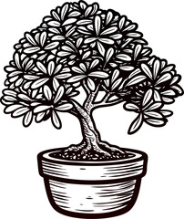 intricate hand drawn bonsai tree in ceramic pot isolated on white background, botanical vintage sket