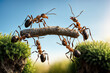 © OMD - Ants working together to bridge a gap using a stick, showcasing teamwork and cooperation in a natural setting.