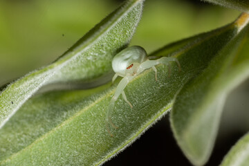 Wall Mural - Masked Crab Spider hiding in soft leaves