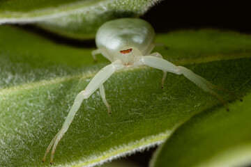 Wall Mural - Masked Crab Spider hiding in soft leaves