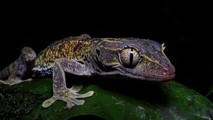 Poster - A close-up shot of a lizard sitting on a leaf, with detailed features and natural surroundings