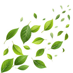 green leaves fly with a gust of wind on white background png. ai generated