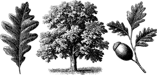 Wall Mural - Engraved oak tree and acorn illustration set for nature design and print