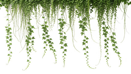 green tree branches with fresh leaves on a white background