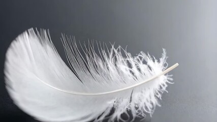 Poster - Delicate white feather gracefully resting on a sleek gray surface, highlighting its intricate texture and softness against neutral backdrop.