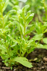 Naklejka na meble Garden pimpernell or Anagallis Monelli plant in Saint Gallen in Switzerland 9.5.25
