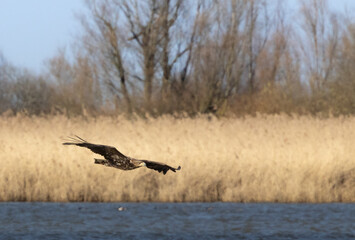 Sea Eagle in the Netherlands, Oostvaardersplassen