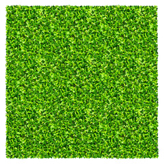 Fototapete - Green grass field background. Texture of green lawn grass. Green grass seamless texture.