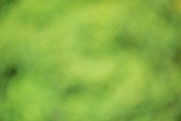 Wall Mural - Abstract defocused background, blurred greenery. Blurred bokeh of light and dark green color.