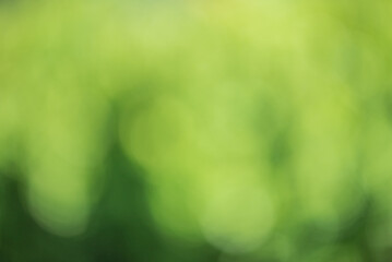 Wall Mural - Abstract defocused green background. Blurred bokeh of light and dark green.