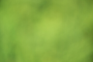 Wall Mural - Abstract defocused background, greenery. Blurred bokeh of light and dark green color.