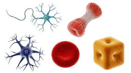 Poster - four different human cell types are floating on a transparent background including neuron, muscle ce