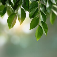 Aufkleber - Green Leaves with Sunlight Filtering Through Window Blur Background for Eco-Friendly Wellness and Modern Natural Living Spaces