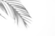 © ZMC-Studio - Palm leaf shadow overlay effect,tropical leaves shadows isolated on transparent png background