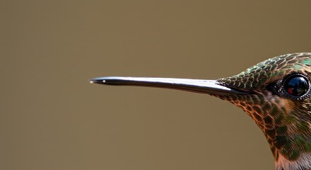 Aufkleber - A bird's beak is shown in detail, with the tip of the beak visible