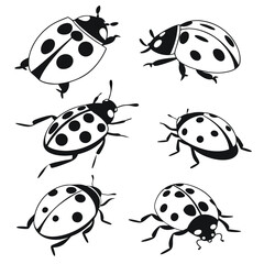 Fototapete - Black and white ladybug illustrations vector set isolated on a white background