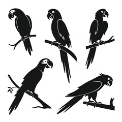 Fototapete - Silhouettes of parrots perched on branches in black and white isolated design