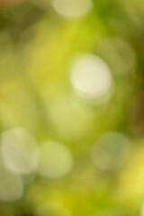 Wall Mural - green bokeh background, blurry green leaves out of focus.