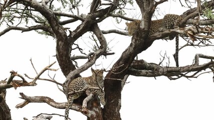 Wall Mural - Two lazy leopard cubs lying in a tree on a rainy day, Mashatu Game Reserve.