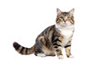 © shiningstaritstudio - American Bobtail Cat