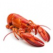 © Viktoriia - A cooked red lobster rests on a white surface,
