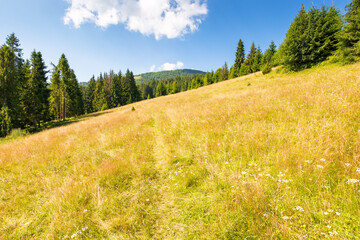 Wall Mural - mountain landscape with field in summer. spruce forest on the hill beneath a blue sky. ukraine count
