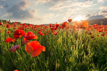 Wall Mural - red poppies in the field with sunburst shot from below. pretty wildflower. beautiful nature backgrou