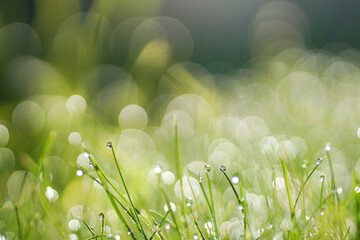 Aufkleber - Beautiful natural abstract background with morning dew drops in the grass close-up with bokeh effect and soft blur.