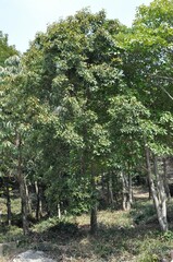 close-up of neolitsea aciculata, a native korean tree with glossy leaves and dark purple fruits, pho