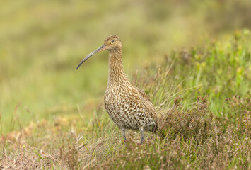 Wall Mural - curlew, scientific name: numenius arquata. adult curlew facing left in natural habitat on managed gr