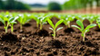 © aditya - fresh tree seedlings growing on peat soil, close up, the growth of a fertile soil ecosystem with fresh green tree seedlings, keeping the earth growing