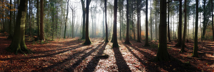  Sunlit Autumn Forest Path with Tall Trees and Shadows