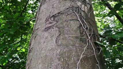 Wall Mural - tree with green leaves and a brown trunk. the tree is tall and has a lot of branches slow motion cam