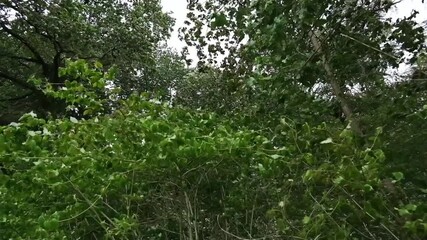 Wall Mural - forest with many trees and a few bushes. the trees are green and the bushes are brown slow motion ca
