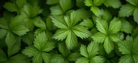 Poster - Lush green foliage of five-leafed plants creating a vibrant natural pattern