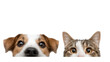 © CStock - Curious dog and cat peeking over the edge, adorable expressions, perfect for pet lovers.