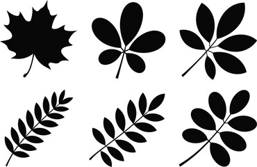 Poster - A collection of six different leaf silhouettes in black color on a white background in a vector format