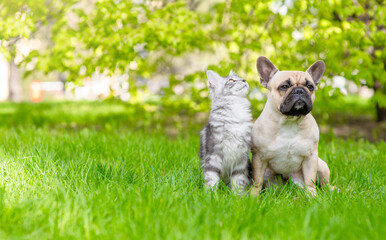 Poster - Maine coon cat and French Bulldog puppy sit together on green summer grass. Empty space for text