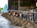 Kühe und Rinder fressen Kraftfutter im Kuhstall