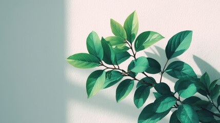 Poster - Green leaves casting shadows on a light wall, creating a serene and fresh ambiance.