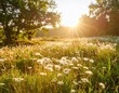© Stefan Schurr - Late summer country landscape with daisies meadow and sunbeam