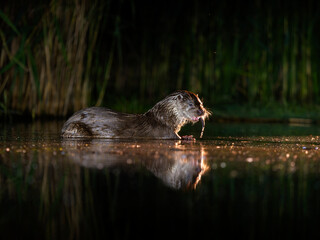 Wall Mural - Eurasian otter, Lutra lutra
