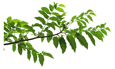 ailanthus altissima tree of heaven young branch with leaves isolated on white, botanical illustratio