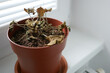 © Anastasiia - Dried plant in a pot on a windowsill. Houseplant care concept. Dried geranium flower