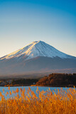 Mount Fuji and Golden Reeds at Lake Kawaguchiko