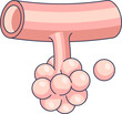 © VectorMine - Illustration of alveoli connected to a bronchiole, showing air sacs for gas exchange.