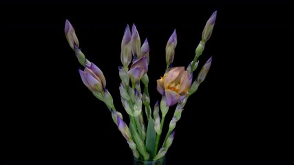 Wall Mural - Time lapse of large beautiful bouquet of yellow blue irises flower. Spring flowers irises blooming on black background. Macro, 4k. Concept: Easter, Spring, Love, birthday