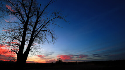 Wall Mural - Autumn landscape with silhouettes of trees against the sunset sky